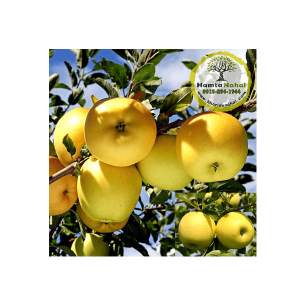 خرید نهال سیب گلدن دلیشز