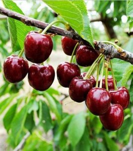 گیلاس تکدانه