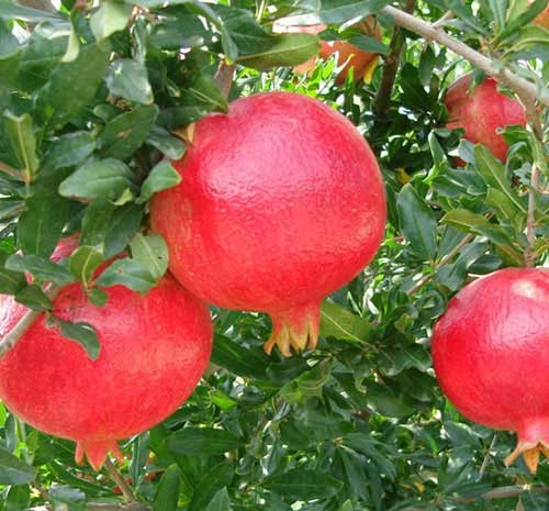 نهال انار بجستان