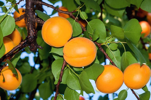 کوددهی نهال زردآلو پرتقالی
