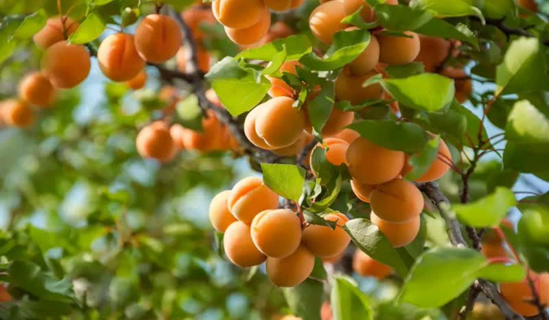خریدنهال زردآلو پرتقالی