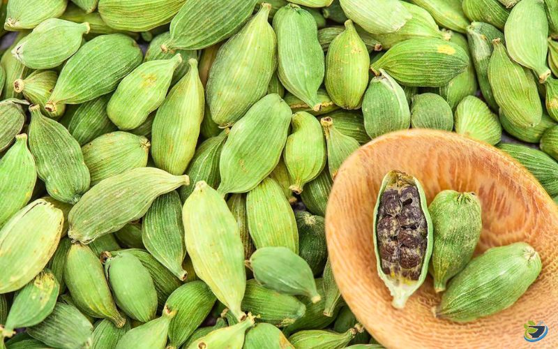 قیمت نهال هل
