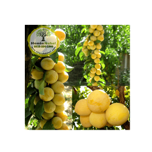 خرید نهال آلو زرد قطره طلا