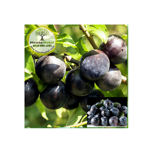 خرید نهال آلو سیاه