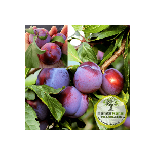 خرید نهال آلو شابلون