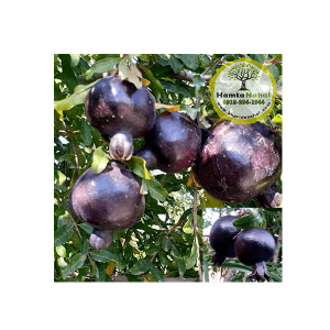 خرید نهال انار پوست سیاه