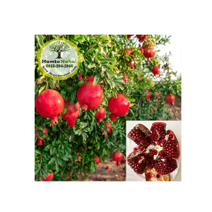 خرید نهال انار ساوه