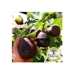 خرید نهال انجیر ازمیر