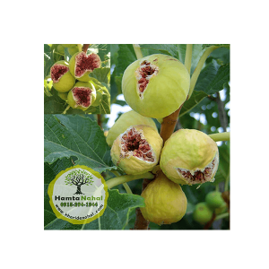 خرید نهال انجیر استهبان