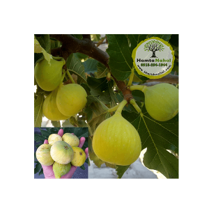 خرید نهال انجیر زرد