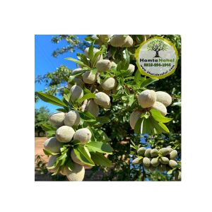 خرید نهال بادام مامایی