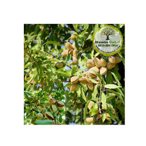 خرید نهال بادام نون پاریل