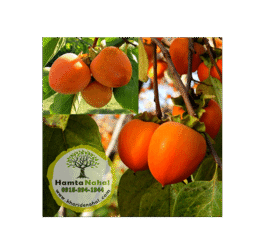 خرید نهال خرمالو سیبی