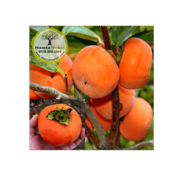 خرید نهال خرمالو گوجه ای