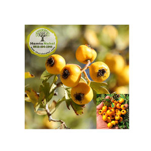 خرید نهال زالزالک - ◆ پایه بذری ◆ گلدانی ◆ دو ساله