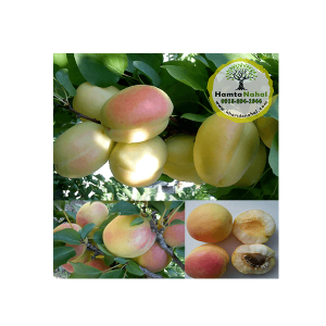 خرید نهال زردالو شاهرودی