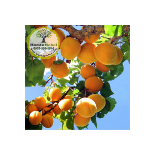 خرید نهال زردالو لاسگردی