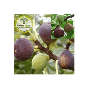 خرید نهال انجیر سیاه سه فصل