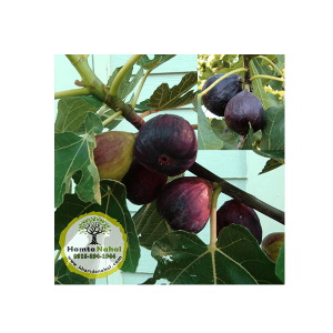 خرید نهال انجیر سیاه