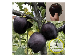خرید نهال سیب جرومین(سیاه)