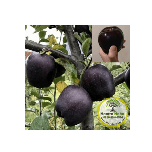 خرید نهال سیب جرومین(سیاه)