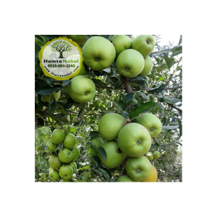 خرید نهال سیب سبز گرین اسمیت