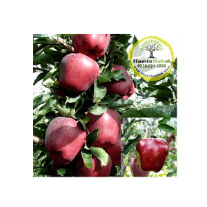 خرید نهال سیب رد دلیشز