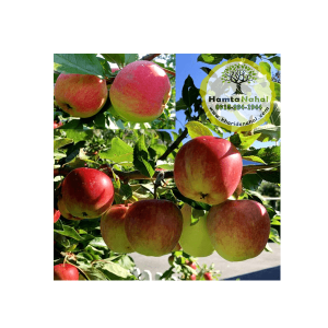 خرید نهال سیب گلاب