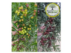 خرید نهال عناب بیرجندی