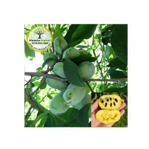 خرید نهال پاوپاو(انبه سردسیری) - ◆ گلدانی ◆ یک ساله