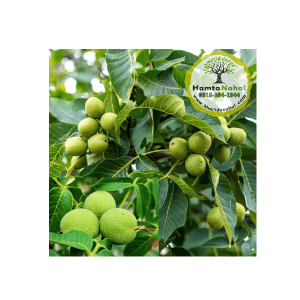 خرید نهال گرو اسراییلی