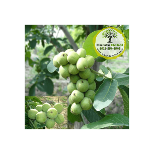 خرید نهال گردو خوشه ای