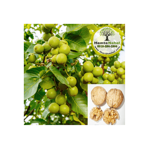 خرید نهال گردو پیوندی فرانکت