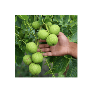 خرید نهال گردو پیوندی چندلر