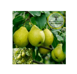 خرید نهال گلابی اسپادانا