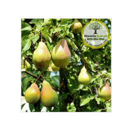 خرید نهال گلابی بیروتی