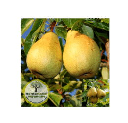 خرید نهال گلابی شاه میوه