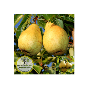 خرید گلابی شاه میوه