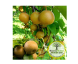 خرید نهال گلابی پرتقالی(ناشی)