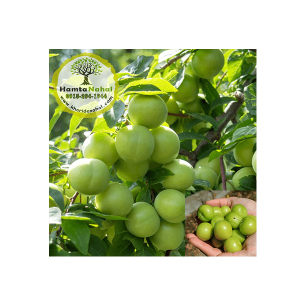 خرید نهال گوجه سبز استار