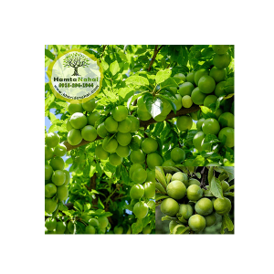 خرید نهال گوجه سبز برقان