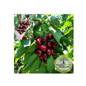 خرید نهال گیلاس بینگ