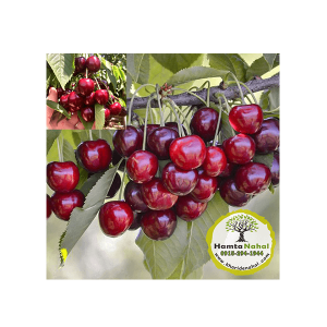 خرید نهال گیلاس رژینا