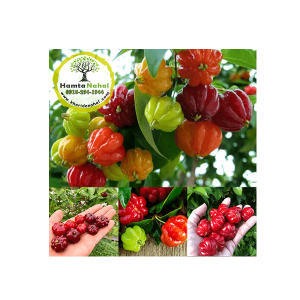 خرید نهال گیلاس سورینام