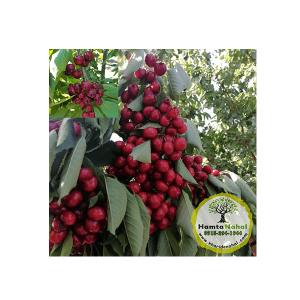 خرید نهال گیلاس سیلویا