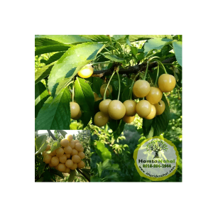 خرید نهال گیلاس شیشه ای