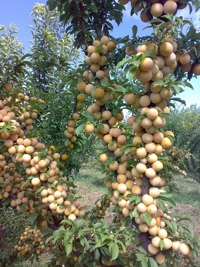 خرید نهال آلو کبرایی
