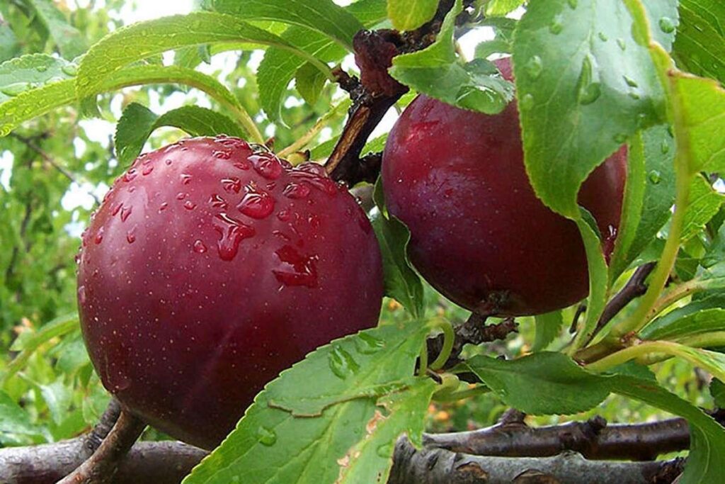 خرید نهال آلو کبرایی