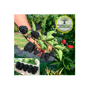 خرید نهال بلکبری