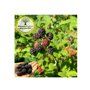 خرید نهال رازبری